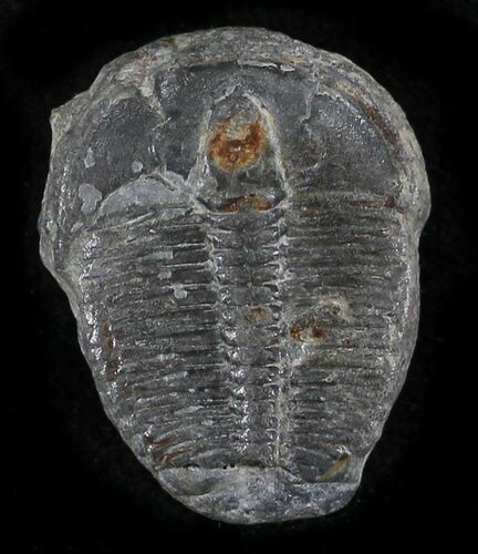 Elrathia Trilobite - Wheeler Shale, Utah #24863